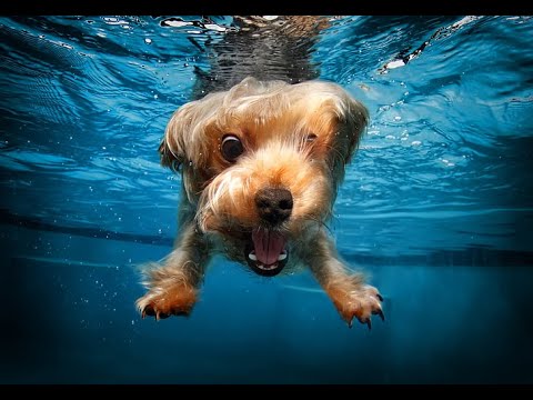 Funniest DOG Videos on the Internet!! 🐶 Cutest PUPPIES 🐶