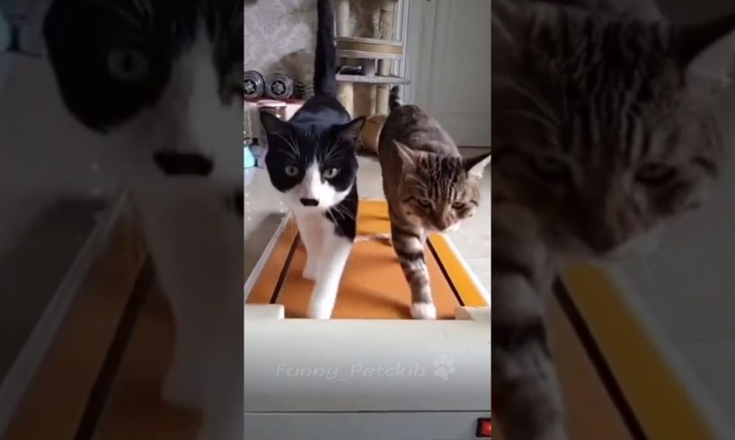 Funniest cats🐱In The World😂 Funny and Fails Pets Video #shorts #39 #cats #funny #animals