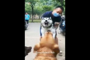 Funny Animals Video 😂 Try Not To Laugh 🤣 Part 2 #shorts