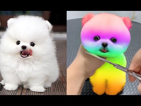 Funny and Cute Pomeranian Viedos #4 | Cutest Puppies 😍