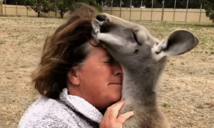 Grandma adopts a kangaroo. Now he wants to keep hugging her.