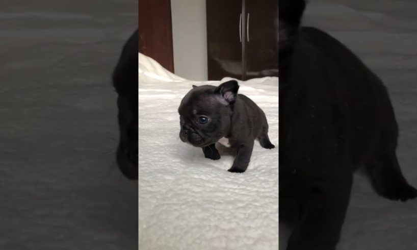 Guta, the cutest puppy ❤️ #shorts #cuteanimals #frenchbulldog