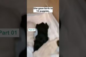 Homeless dog gave birth to 10 puppies in the snow