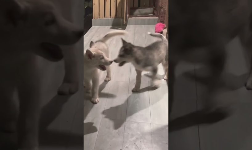 Huskies playing with each other😍❤️ #pets #husky #youtubeshorts