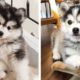 🥰Husky Funny And Cute Actions make Your Heart Flutter🐶|Cutest Puppies