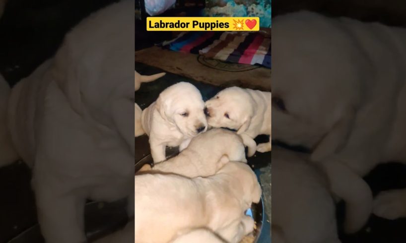 Labrador Cute Puppies 🐾❤️💥 #labrador #dogs #doglovers #shortsvideo #ytshorts #puppies #shorts