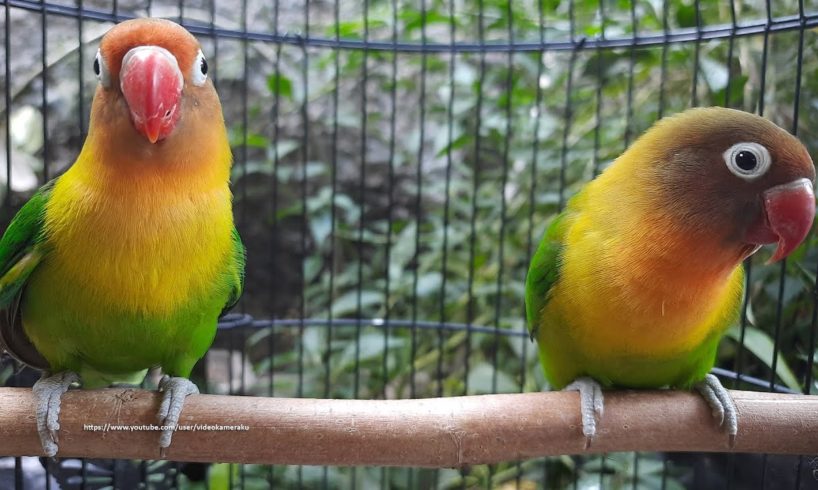 Lovebird Singing & Chirping Sounds - Green Fischer Pair