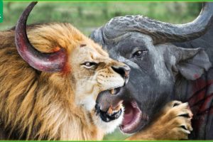 Male Lion Suddenly Grows Horn On His Head During The Battle With Buffalo