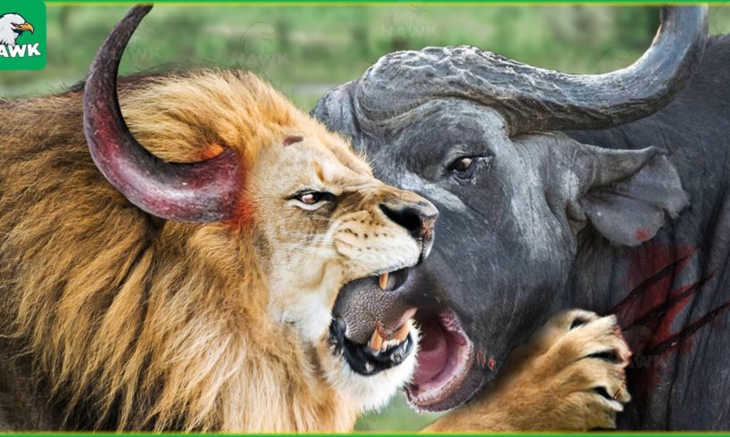 Male Lion Suddenly Grows Horn On His Head During The Battle With Buffalo