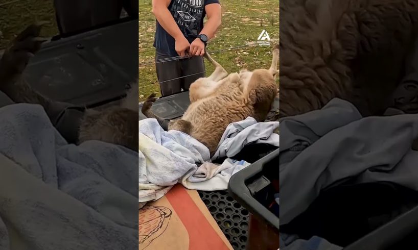 Man Rescues Kangaroo Stuck in Barbed Fence | People Are Awesome #animalrescue #animals