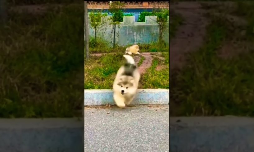 Most cutest puppies for entertainment #viral #beautiful #reels #dog #puppy