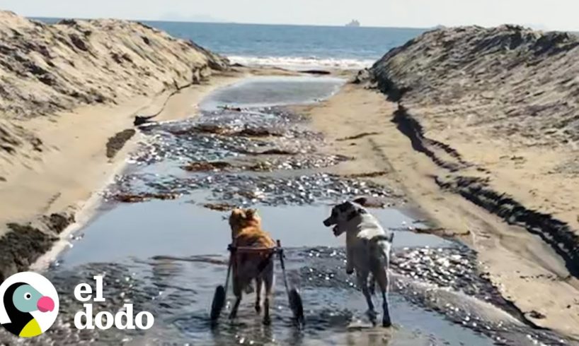 Mujer llega al refugio de mascotas justo a tiempo para salvar a... | El Dodo