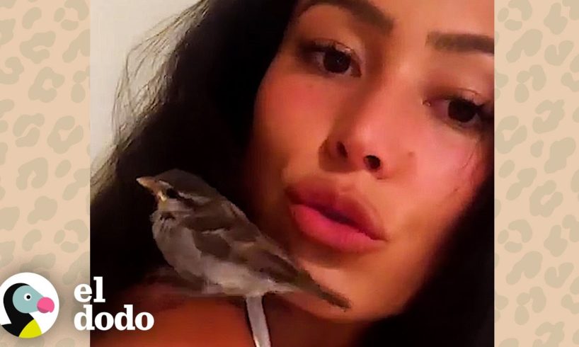 Mujer rescata y cría a un bebé gorrión | Corazones Salvajes | El Dodo