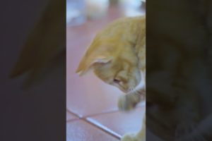 My Cat Playing With Tini Frog #cats #pets #cute #animals