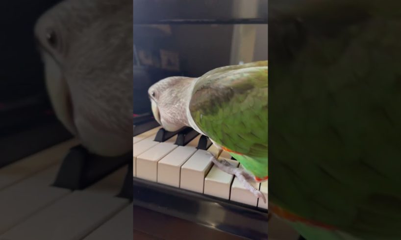 My parrot playing some Beethoven #Beethoven #Moonlight #Piano #Music #Parrot #Animals #Cute #Green