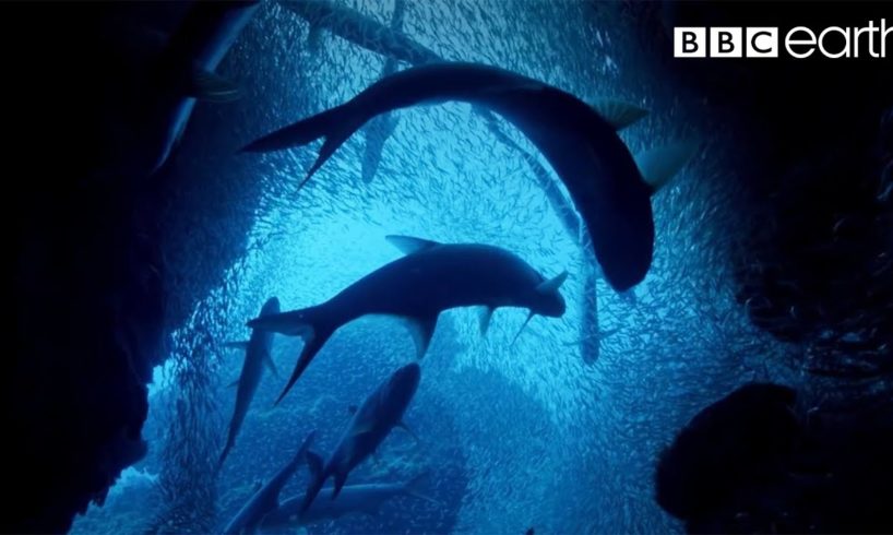 ONE HOUR Of Amazing Ocean Moments | BBC Earth