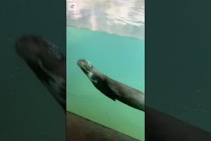 Otter Playing