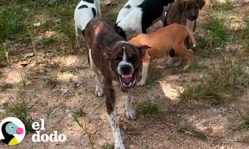 Perrita mamá encadenada del cuello es rescatada con sus cachorros | Dodo Héroes | El Dodo