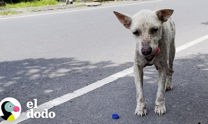 Perro callejero mayor vive una vida de sueños ahora | El Dodo