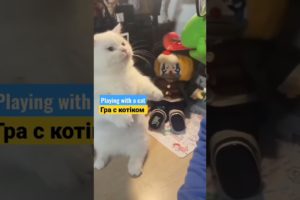 Playing with a cat. Гра с котіком. #гра #котік #кот #animals #cat #catvideos #животные #catlove #кот