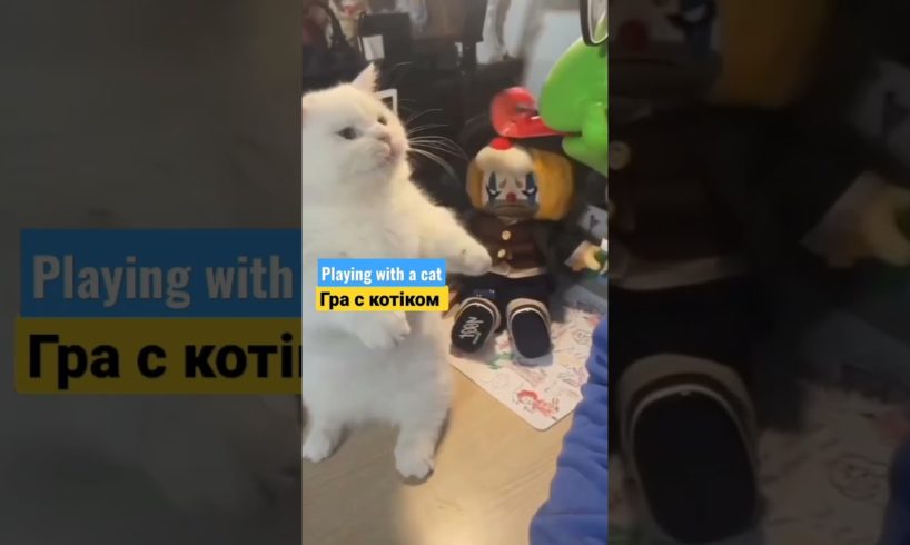 Playing with a cat. Гра с котіком. #гра #котік #кот #animals #cat #catvideos #животные #catlove #кот