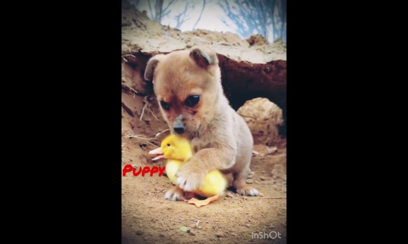 Puppy playing with duck #shorts #youtubeshorts #puppy #duck #ytshorts #pets