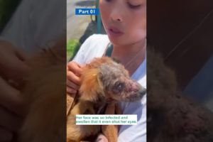 Puppy with severe mange abandoned on the roadside, rescued