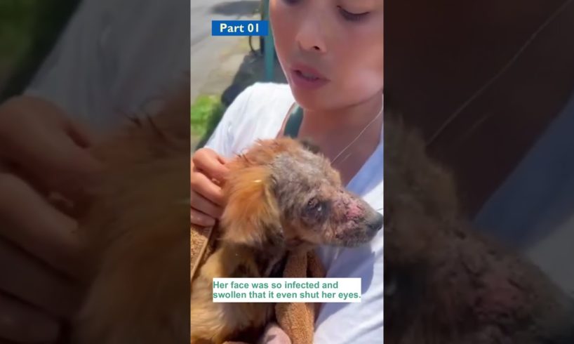 Puppy with severe mange abandoned on the roadside, rescued