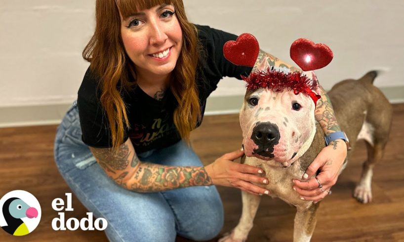 Rescatistas sorprenden a esta perrita mamá con una cena de dama y vagabundo | Puro Pitbull | El Dodo