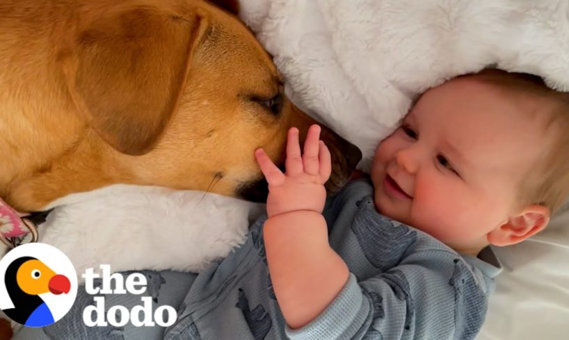 Rescue Dog Helps Her Toddler Brother Take His First Steps | The Dodo