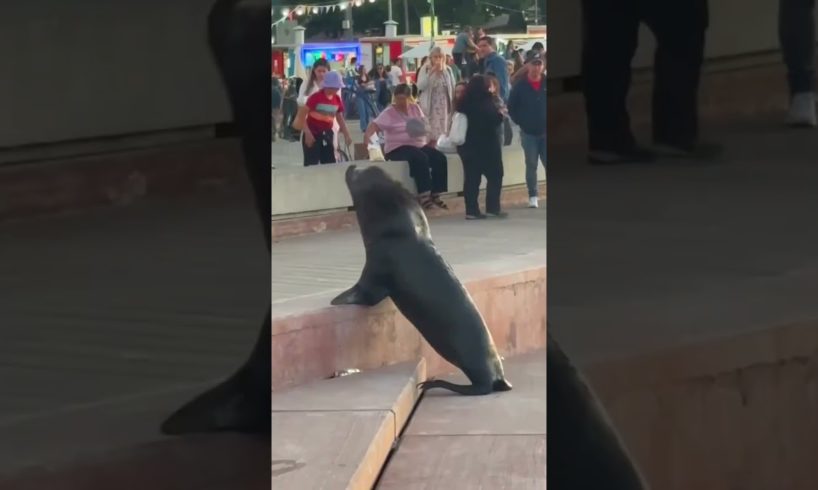 Sea Lion Charges at Crowd of People! #shorts