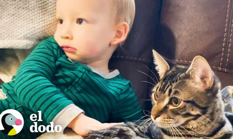 Señora adoptó un gatito para su hijo pequeño... mira lo que pasa después | Cat Crazy | El Dodo