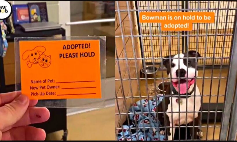 Shelter Dogs Get Adopted - Priceless Moments When Shelter Dogs Realized They Are Being Adopted