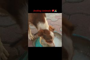 Stray dog Rescue // Rescued Stray puppies//Save Animals