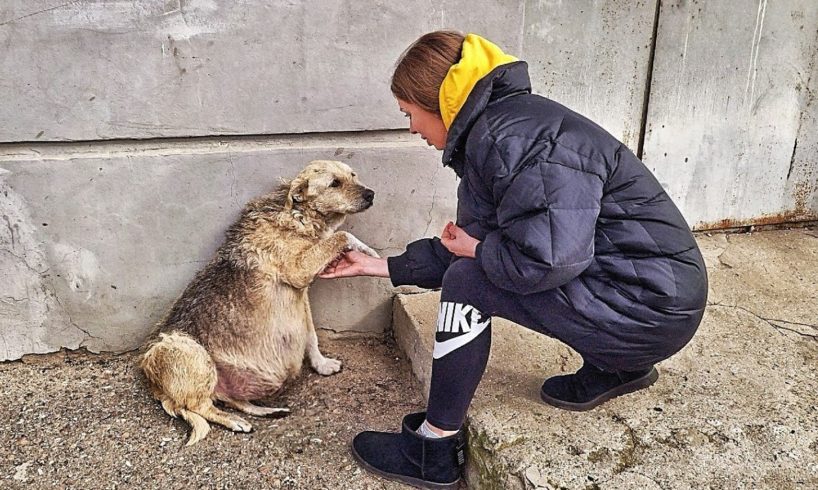 Street Dog Grabbed my Hand and her Eyes were Begging for Help ... I couldn't pass by