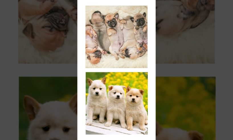 THIS or That Cute Groups of Cute Puppies, PUPPY Edition!! Cutest Puppies Ever!! #short