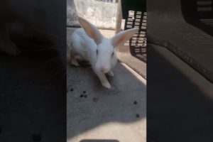 The Rabbits Popat | #therabbitsofficialchannel #shorts #rabbits #animals #cute #masti #playing