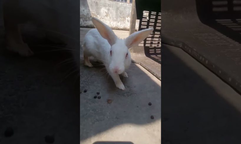 The Rabbits Popat | #therabbitsofficialchannel #shorts #rabbits #animals #cute #masti #playing