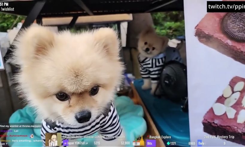 Two of the cutest puppies ever | Ppim - Twitch Clip 181