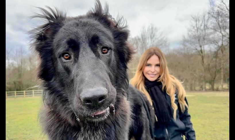 WOLF KILLER? - The Iranian Sarabi Dog - سگ سرابی