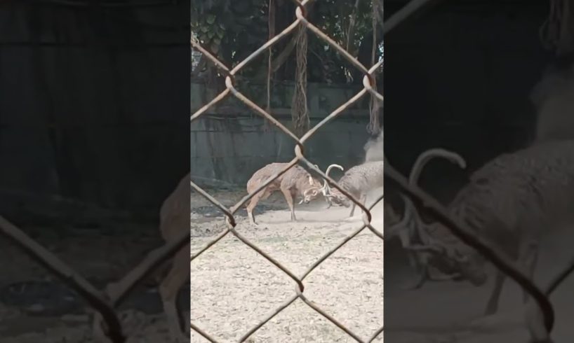 Wild Animal Fights । #shorts #viral