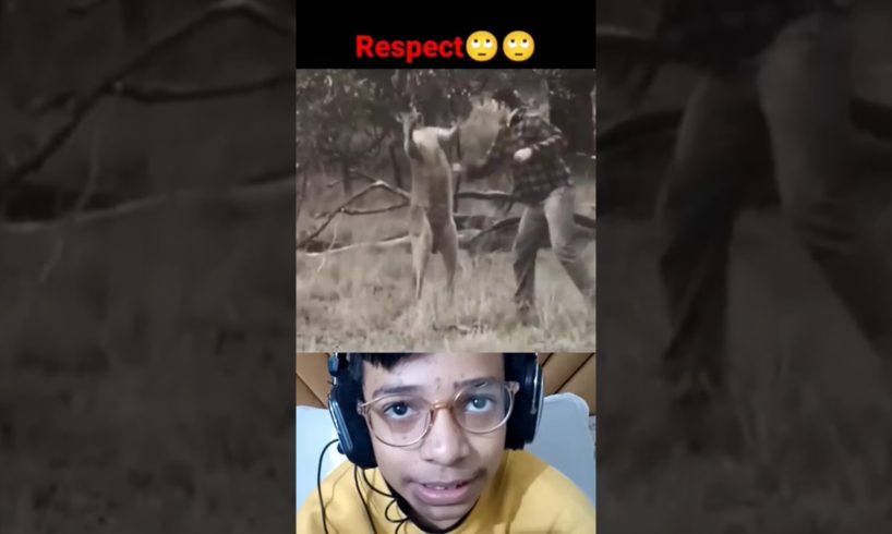 animal fights 🤪🦝 #shorts #tiktok #youtube #reaction