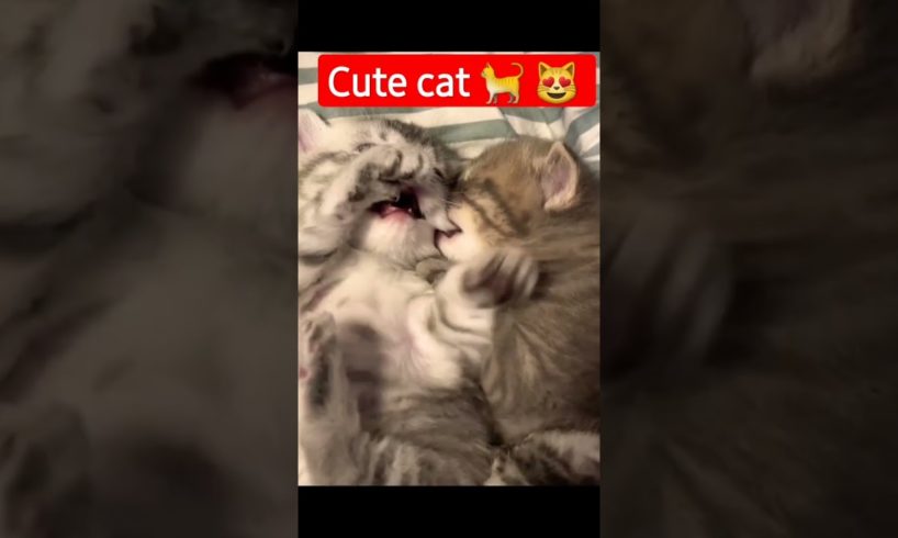 cute cat 🐈 😻 #11 #shorts #shortvideo