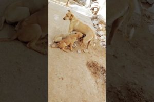 cutest puppies and happiness mother #shorts#ytshorts #dogslover