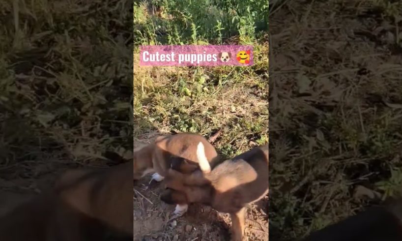 cutest puppies fighting💞💞 #short #youtubeshorts #fighting