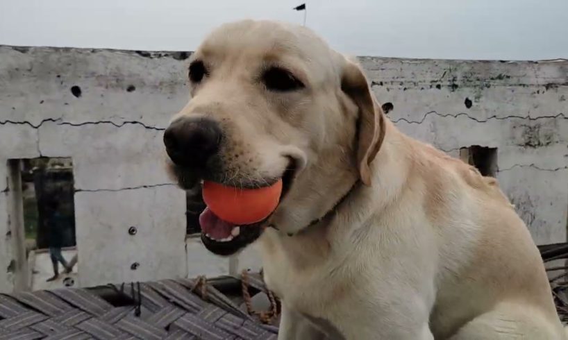 playing the ball 🏀      #dogs #vlog #animals #labrador