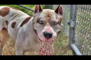 "DOG'S DESPERATE PLEA: See What Happens When Someone Heeds His Call..." ANIMAL RESCUE 2023