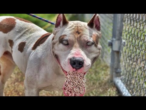 "DOG'S DESPERATE PLEA: See What Happens When Someone Heeds His Call..." ANIMAL RESCUE 2023