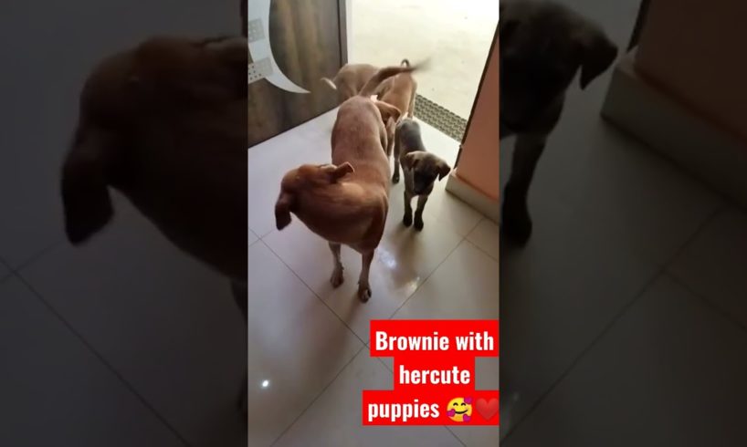 [#shorts#Street female dog brownie with her cute puppies#Street dogs#dog lovers# 🐶]