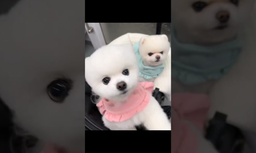 so cutest puppies#funny#youtubeshorts#271